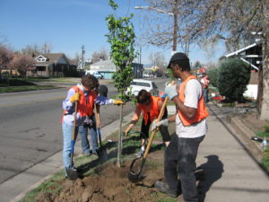 Four community volunteers wearing orange vests and holding shovels plant a tree next to a sidewalk