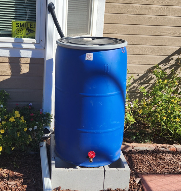 Photo of a blue rain barrel neatly installed next to the downspout that is connected to it with a small hose.